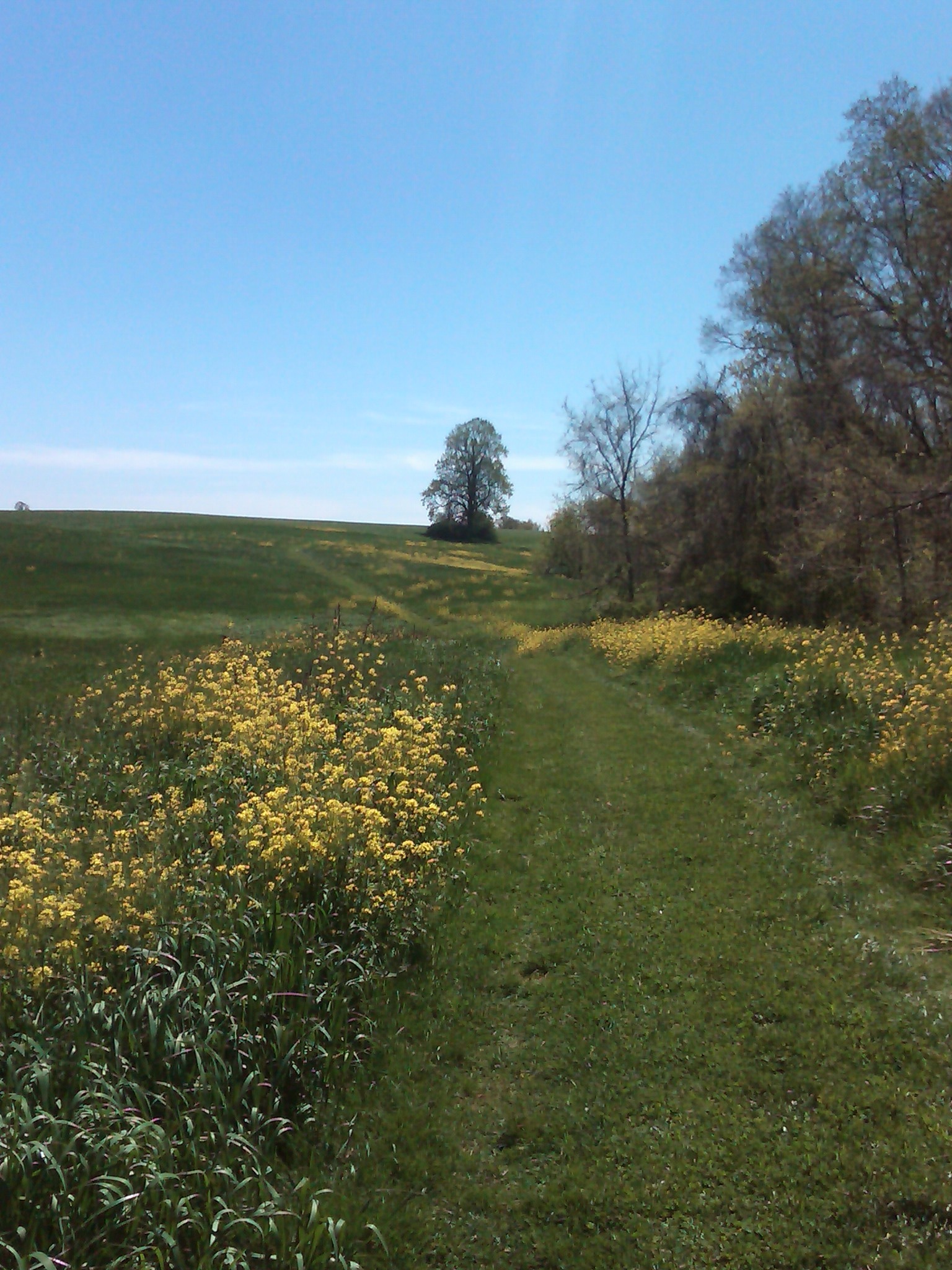path through Cheslen field